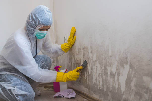 Best Certified Mold Removal  in Westport, IN