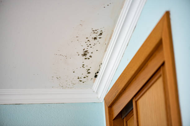 Best Fast Mold Removal  in Westport, IN