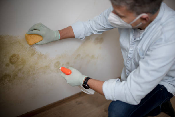 Best Fast Mold Removal  in Westport, IN