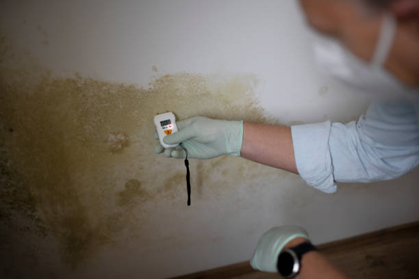 Best Office Mold Removal Services  in Westport, IN