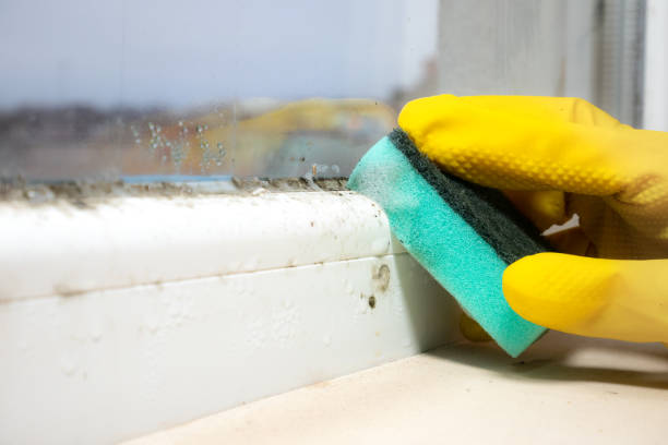 Best Certified Mold Removal  in Westport, IN