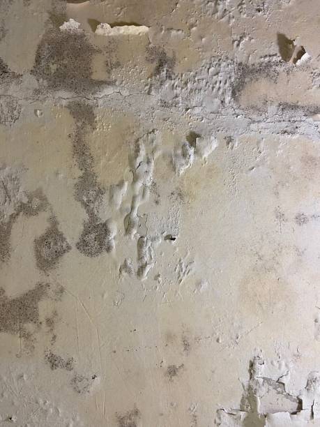 Best Mold Testing  in Westport, IN